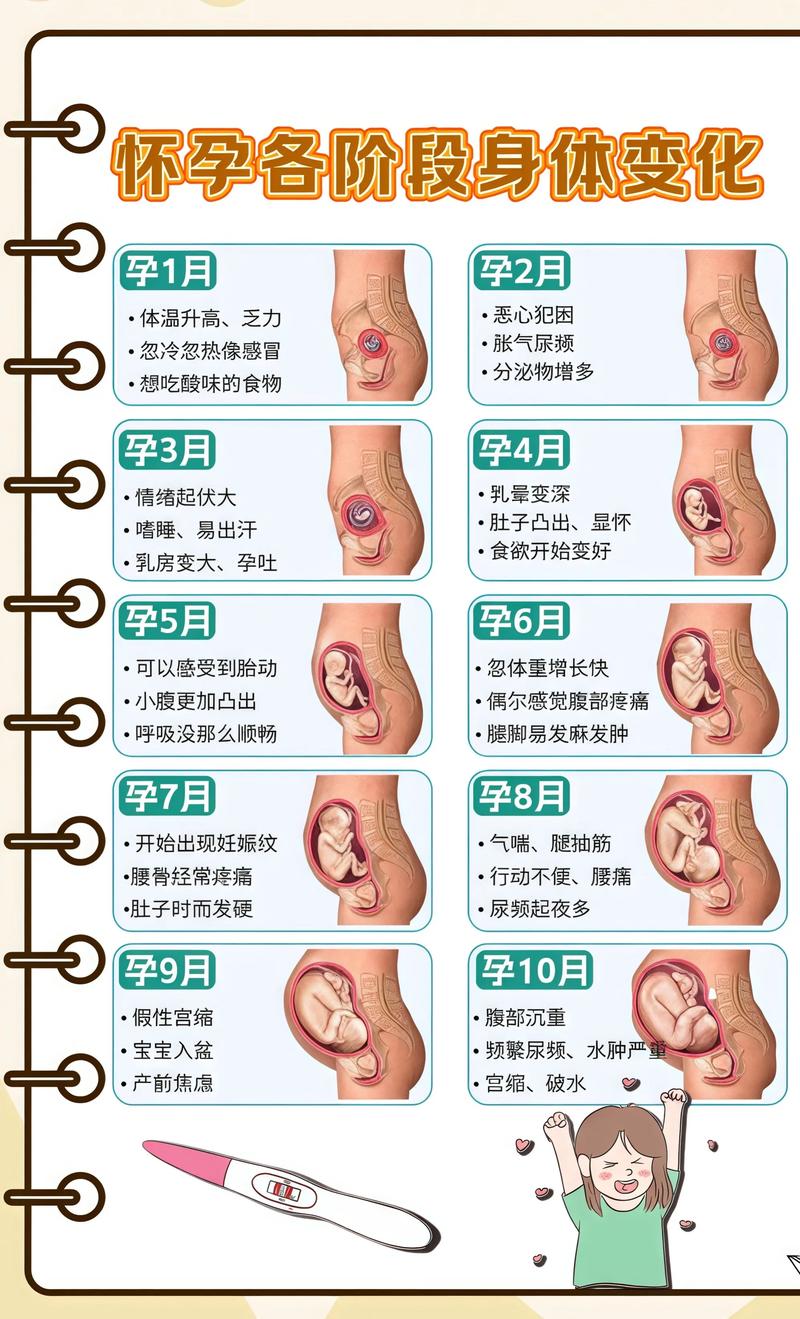 揭秘供卵代孕妈妈怀孕小腹分两节，孕期变化的奥秘枣庄代生机构: